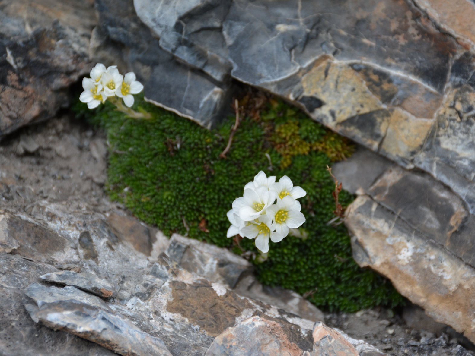 Saxifraga vandellii / Sassifraga di Vandelli